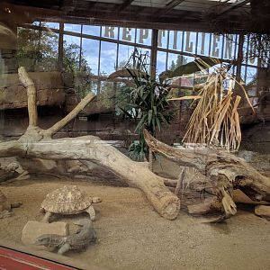 White throated Monitor Enclosure