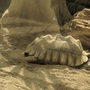 African spurred Tortoise