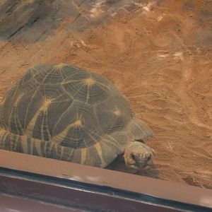 Radiatet Tortoise