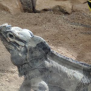 Rhinoceros Iguana