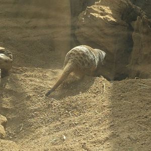 Slender tailed Meerkat