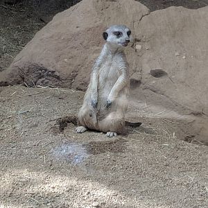 Slender tailed Meerkat