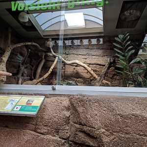 Western Diamondback Rattlesnake Enclosure