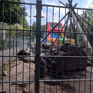 Racoon Enclosure