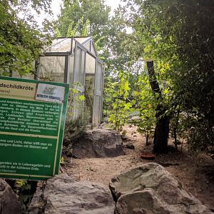 Greek Tortoise Enclosure