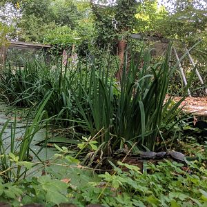 European Pond Turtle Enclosure