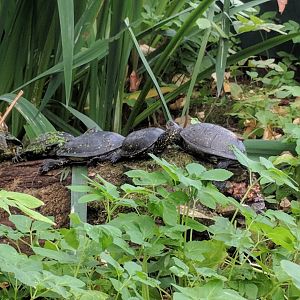 European Pond Turtles