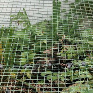 Common Garter Snake Enclosure