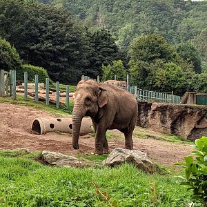 Asian Elephant