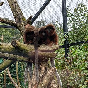 Red Titi Monkeys