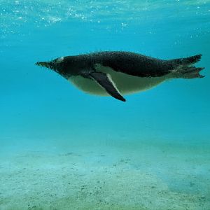 Gentoo Penguin