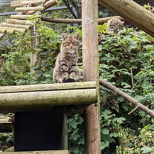 Scottish Wild Cat