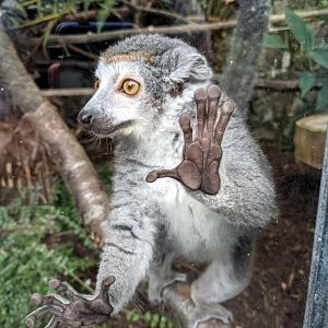 Crowned Lemur