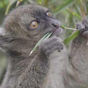 Broad-nosed gentle lemur,  ~7 weeks old