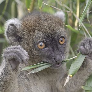 Broad-nosed gentle lemur,  ~7 weeks old