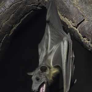 Straw-coloured fruit bat