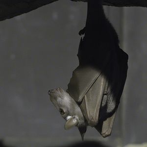 Hammerhead bat