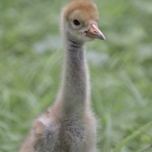 White-naped crane chick