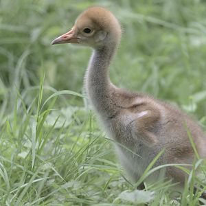White-naped crane chick