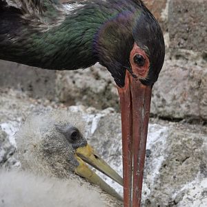Black stork feeding chicks