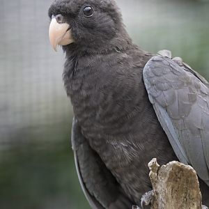 Lesser vasa parrot