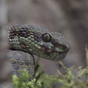 Beautiful pitviper