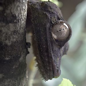 Henkel's leaf-tailed gecko