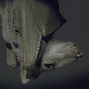 Hammerhead bat
