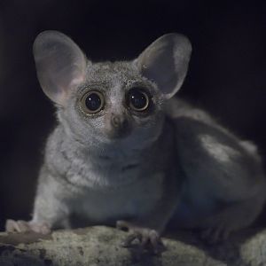 Senegal galago