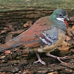 Mindanao bleeding-heart (Gallicolumba crinigera) - Paradieshalle