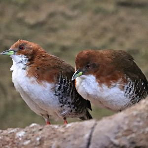 Red-and-white crake (Laterallus leucopyrrhus) - Paradieshalle