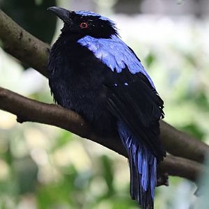 Sumatran fairy-bluebird (Irena puella crinigera) - Paradieshalle