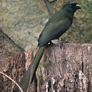 Racket-tailed treepie (Crypsirina temia) - Paradieshalle