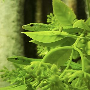 Emerald grass lizards ( )