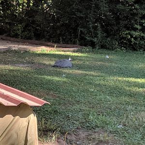 Helmeted Guineafowl