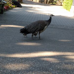 Blue Indian Peafowl with Chicks