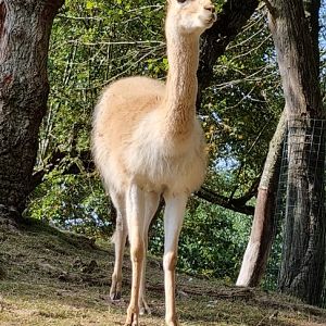 Vicuna