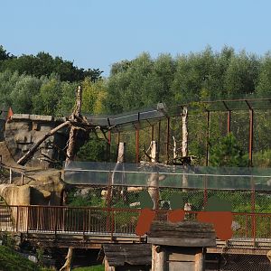 Mountain lion exhibit, 2021-09-02