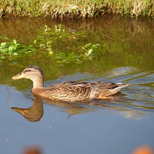 Wild female Mallard (Anas platyrhynchos), 2021-09-02