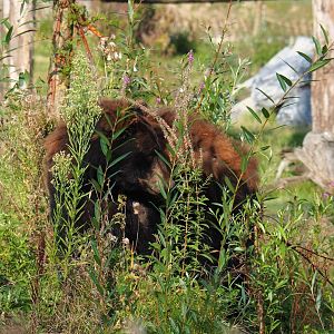 American black bear (Ursus americanus), 2021-09-02