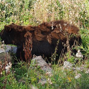 American black bear (Ursus americanus), 2021-09-02