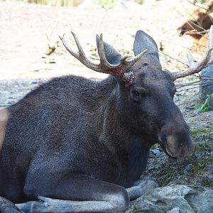 Eurasian moose bull (Alces alces alces), 2021-09-02
