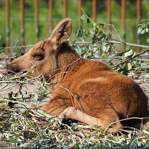 Eurasian moose calf (Alces alces alces), 2021-09-02