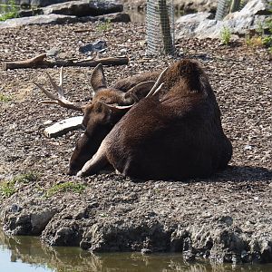 Eurasian moose bull (Alces alces alces), 2021-09-02