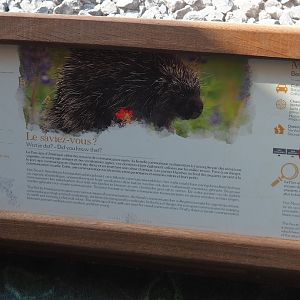 North American porcupine signage, 2021-09-02