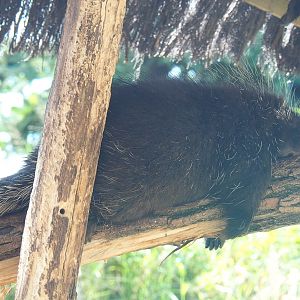 North American porcupine (Erethizon dorsatum), 2021-09-02