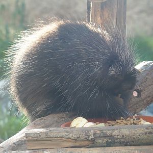 North American porcupine (Erethizon dorsatum), 2021-09-02