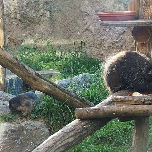 Alpine marmot (Marmota marmota marmota) and North American porcupine (Erethizon dorsatum), 2021-09-02