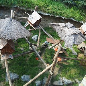Alpine marmot and North American porcupine exhibit next to the lobby of The Paddling Bear hotel, 2021-09-02