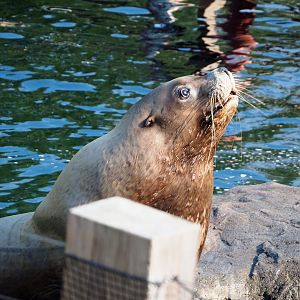 Steller's sea lion bull (Eumetopias jubatus), 2021-09-02